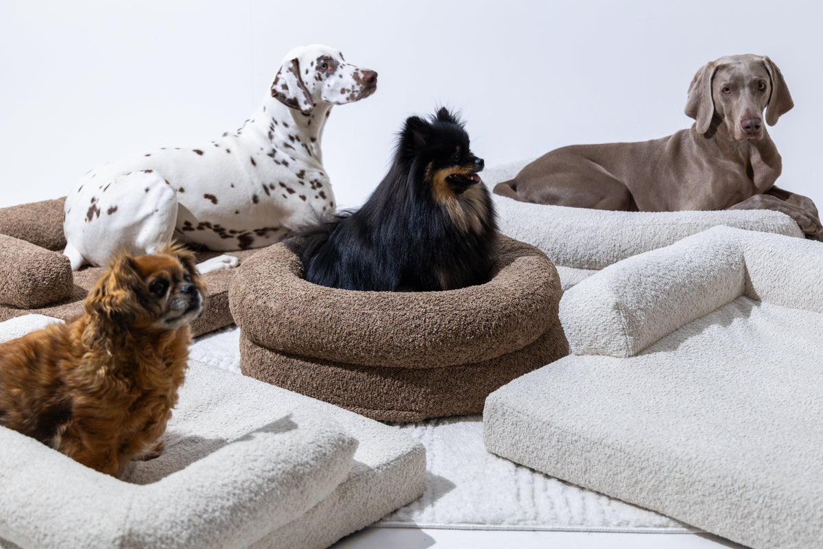 panierpourchien